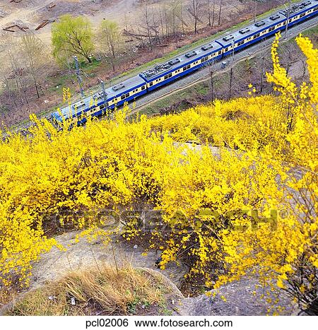 subway, train, flower, plant, traffic, spring, season View Large Photo Image Stock Photograph - subway, train, flower, plant, traffic, spring, season. Fotosearch