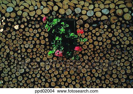 tree, flower, plant, tree, background, landscape, nature View Large Photo Image Picture - tree, flower, plant, tree, background, landscape, nature. Fotosearch