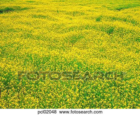 wild flower, flower, plant, field, spring, season, landscape View Large Photo Image Stock Photo - wild flower, flower, plant, field, spring, season, landscape. Fotosearch