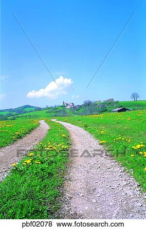wild flower, flower, plant, countryroad, road, grass View Large Photo Image Stock Photo - wild flower, flower, plant, countryroad, road, grass. Fotosearch