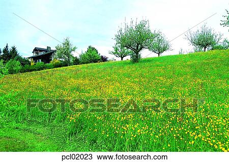 wild flower, flower, plant, tree, field, house View Large Photo Image Stock Image - wild flower, flower, plant, tree, field, house. Fotosearch