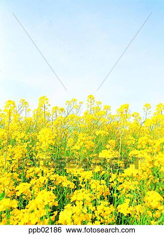 wild flower, flower, tree, plant, sky, landscape, nature View Large Photo Image Stock Photograph - wild flower, flower, tree, plant, sky, landscape, nature. Fotosearch