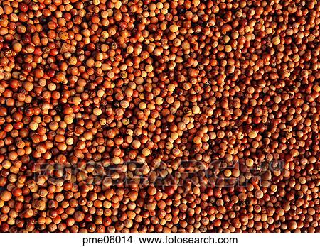 grain, food, acorn View Large Photo Image Picture - grain, food, acorn. Fotosearch