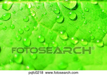 Stock Photo - leaf, plant, dew. Fotosearch