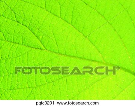 leaf, plant View Large Photo Image Stock Image - leaf, plant. Fotosearch