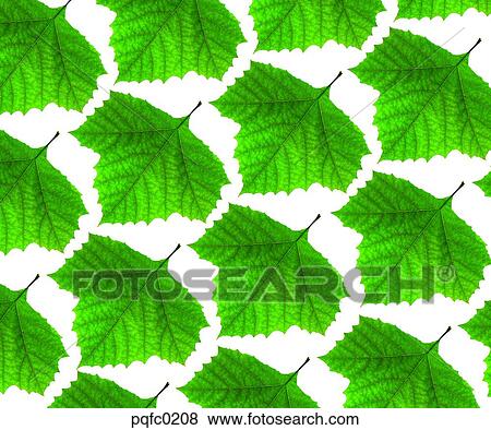 leaf, plant View Large Photo Image Stock Photo - leaf, plant. Fotosearch