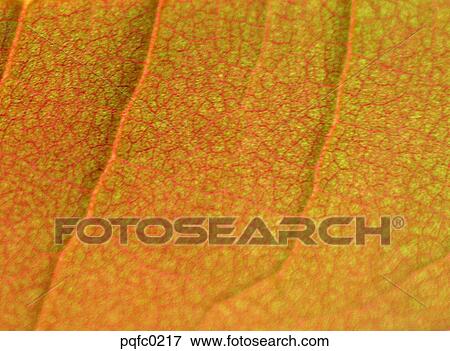 Stock Photo - leaf, plant. Fotosearch