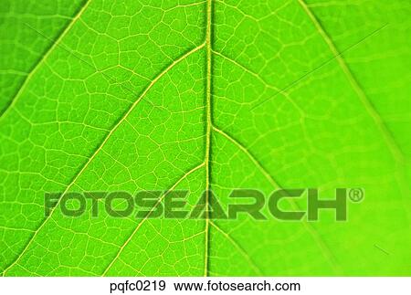leaf, plant View Large Photo Image Stock Photo - leaf, plant. Fotosearch