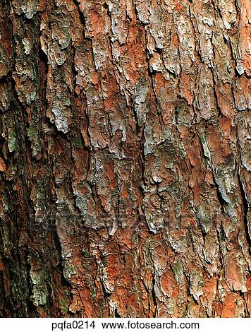 tree, background View Large Photo Image Picture - tree, background. Fotosearch
