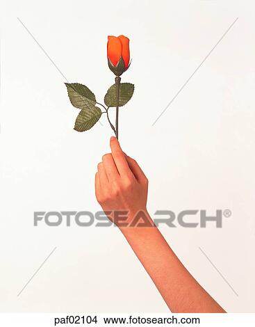 Picture - hand, finger, rose, rose, woman. Fotosearch