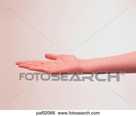 hand, hand, finger, palm, woman View Large Photo Image Stock Photograph - hand, hand, finger, palm, woman. Fotosearch