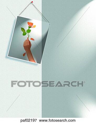 hand, hand, finger, rose, rose, light View Large Photo Image Stock Photo - hand, hand, finger, rose, rose, light. Fotosearch
