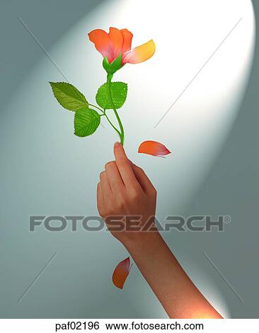 hand, hand, finger, rose, rose, light View Large Photo Image Stock Photograph - hand, hand, finger, rose, rose, light. Fotosearch