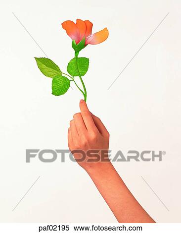 hand, hand, finger, rose, rose, woman View Large Photo Image Stock Photography - hand, hand, finger, rose, rose, woman. Fotosearch