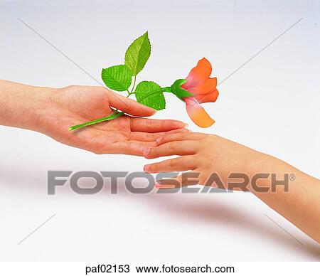 rose, hand, finger, hand, womanhand, adult hand View Large Photo Image Stock Image - rose, hand, finger, hand, womanhand, adult hand. Fotosearch