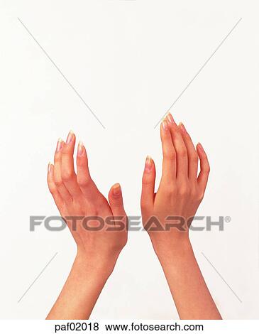 two hands, hand, finger, arm, woman View Large Photo Image Stock Photo - two hands, hand, finger, arm, woman. Fotosearch