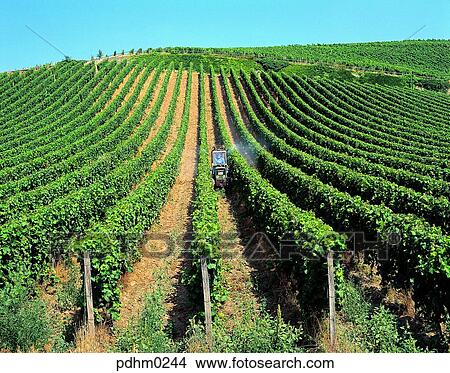 Picture - France, tractor, tractor, grapesfield, grapes, field, farm. Fotosearch