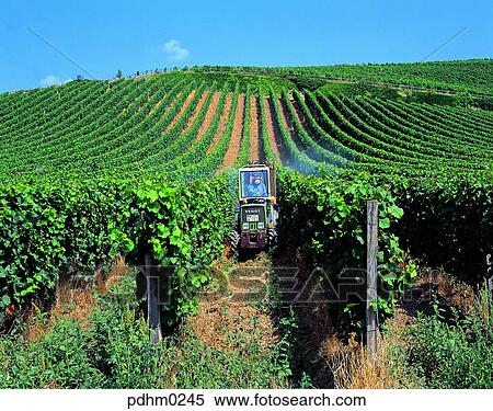 Stock Photography - France, tractor, tractor, grapesfield, grapes, field, farm. Fotosearch