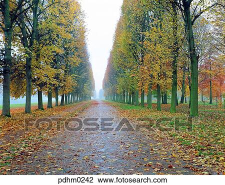 VersaillesPalace, Versailles, Palace, garden, road, Street tree, fallen leaves View Large Photo Image Stock Image - VersaillesPalace, Versailles, Palace, garden, road, Street tree, fallen leaves. Fotosearch