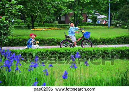 child, a ride bicycle, bicycle, brother, park, outdoor, human View Large Photo Image Stock Photography - child, a ride bicycle, bicycle, brother, park, outdoor, human. Fotosearch