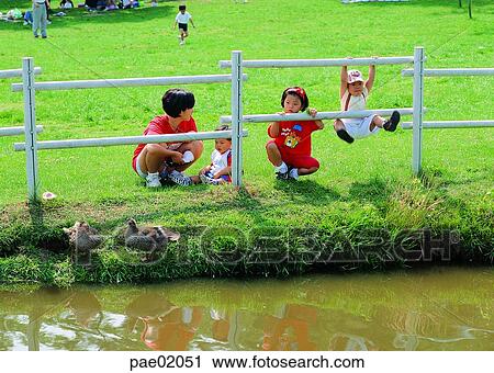 park, duck, pond, childrens, fence, outdoor, oriantal View Large Photo Image Stock Image - park, duck, pond, childrens, fence, outdoor, oriantal. Fotosearch