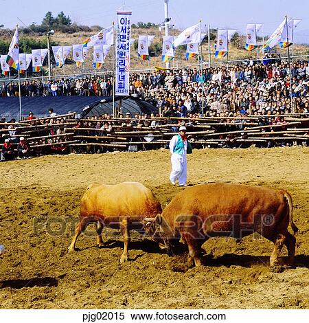 cow fighting, cow, fence, spectators, party, ethnic customs, traditionculture View Large Photo Image Stock Photography - cow fighting, cow, fence, spectators, party, ethnic customs, traditionculture. Fotosearch