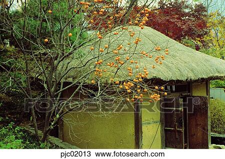 Stock Image - straw-thatched house, straw-thatched house, storeroom, warehouse, persimmon tree, backyard, fall. Fotosearch