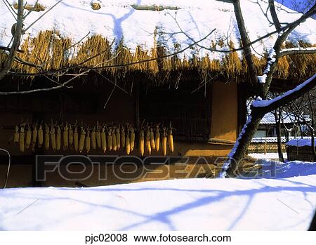 straw-thatched house, straw-thatched house, eaves, corn bud, snow, white snow, snow View Large Photo Image Stock Photo - straw-thatched house, straw-thatched house, eaves, corn bud, snow, white snow, snow. Fotosearch