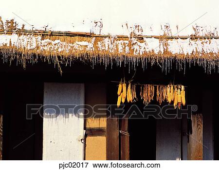 straw-thatched house, straw-thatched house, eaves, corn bud, door, icicle, snow View Large Photo Image Stock Photo - straw-thatched house, straw-thatched house, eaves, corn bud, door, icicle, snow. Fotosearch