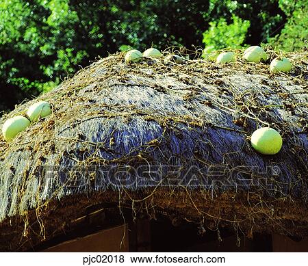 straw-thatched house, straw-thatched house, straw-thatched roof, gourd, roof, tree, plant View Large Photo Image Stock Photo - straw-thatched house, straw-thatched house, straw-thatched roof, gourd, roof, tree, plant. Fotosearch