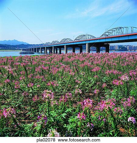 building, architecture, structure, bridge, terrace land on the river, bridge, flower View Large Photo Image Stock Photo - building, architecture, structure, bridge, terrace land on the river, bridge, flower. Fotosearch