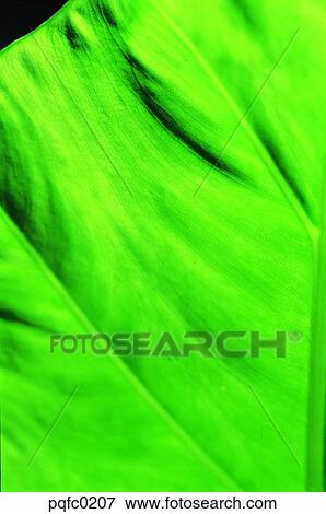 background, leaf, green, pattern View Large Photo Image Stock Photo - background, leaf, green, pattern. Fotosearch