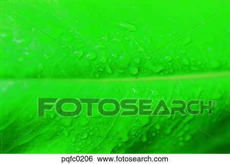 background, leaf, green, pattern View Large Photo Image Stock Photograph - background, leaf, green, pattern. Fotosearch