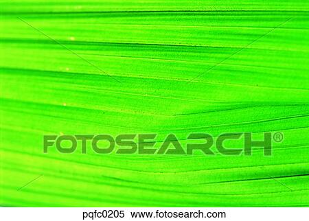 background, leaf, green, pattern View Large Photo Image Stock Photography - background, leaf, green, pattern. Fotosearch