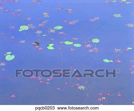 Stock Image - day, water grass, waterweed, water plant, aquatic plant, water plant. Fotosearch