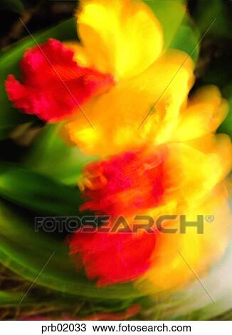 Stock Image - flower, background, background, tropical orchid, plant, several blossoms. Fotosearch