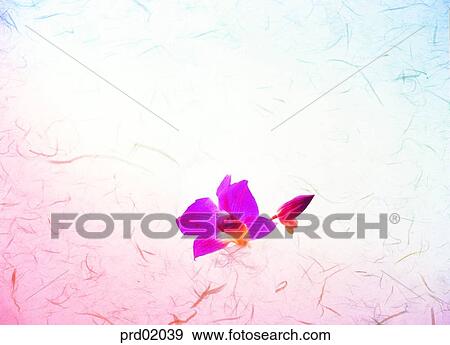 flower, living articles, tropical orchid, articles, indoor, tropical orchid View Large Photo Image Stock Photo - flower, living articles, tropical orchid, articles, indoor, tropical orchid. Fotosearch