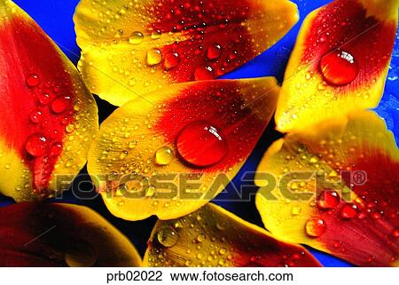 flower, petal, water drop, background, background, animation View Large Photo Image Stock Image - flower, petal, water drop, background, background, animation. Fotosearch