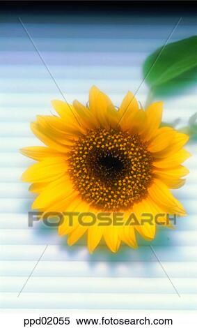 flower, plant, indoor, a blossom, a flower, sunflower View Large Photo Image Stock Photography - flower, plant, indoor, a blossom, a flower, sunflower. Fotosearch