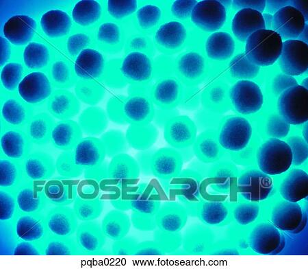 Stock Image - frog spawn, background, background, egg, spawn, natural materials. Fotosearch
