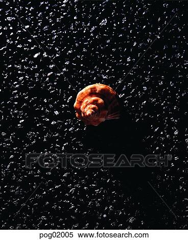 husk, shell, conch, shell, shell, outdoor View Large Photo Image Stock Photography - husk, shell, conch, shell, shell, outdoor. Fotosearch