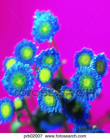 indoor, chrysanthemum, plant, small chrysanthemum, flower, 0923 View Large Photo Image Stock Photo - indoor, chrysanthemum, plant, small chrysanthemum, flower, 0923. Fotosearch