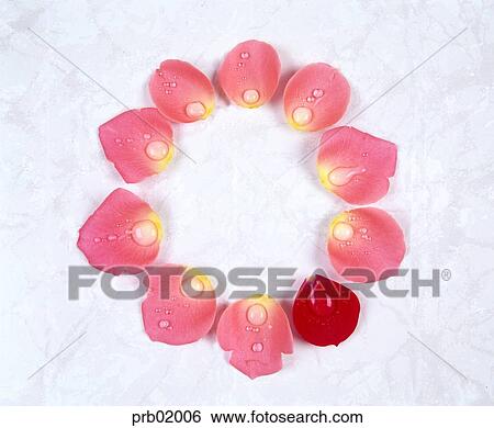 indoor, petal, background, background, water drop, 0911 View Large Photo Image Stock Photograph - indoor, petal, background, background, water drop, 0911. Fotosearch
