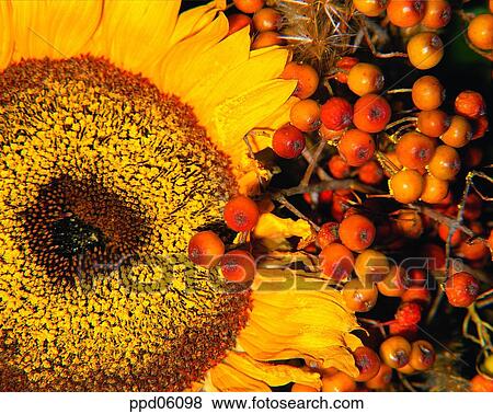 nut, fall, fruit, plant, flower, autumn View Large Photo Image Stock Photo - nut, fall, fruit, plant, flower, autumn. Fotosearch