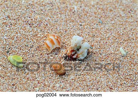 sandy beach, husk, sand, day, shell, beach, 0909 View Large Photo Image Picture - sandy beach, husk, sand, day, shell, beach, 0909. Fotosearch
