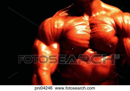 muscles, masculine beauty, manly beauty, men, male, bodybuilding View Large Photo Image Stock Photograph - muscles, masculine beauty, manly beauty, men, male, bodybuilding. Fotosearch