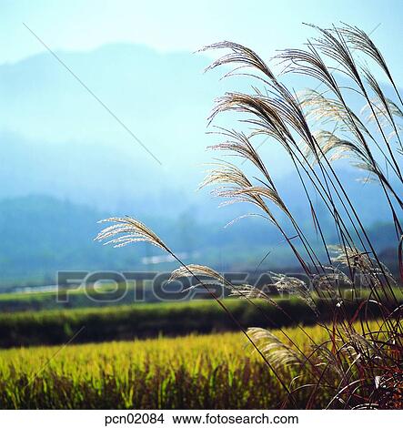 day, fall, reed, autumn view, autumn scenery, rice field, autumn View Large Photo Image Picture - day, fall, reed, autumn view, autumn scenery, rice field, autumn. Fotosearch