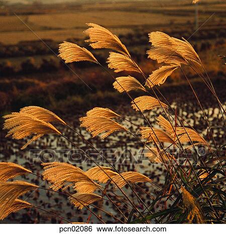 day, fall, reed, autumn view, autumn scenery, rice field, autumn View Large Photo Image Stock Photograph - day, fall, reed, autumn view, autumn scenery, rice field, autumn. Fotosearch