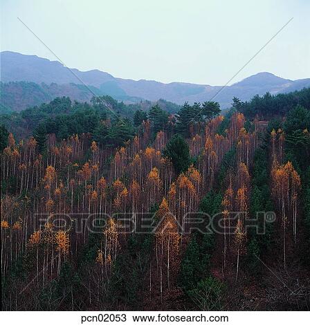 mountain, tree, tight, maple, day, autumn mountain View Large Photo Image Stock Image - mountain, tree, tight, maple, day, autumn mountain. Fotosearch