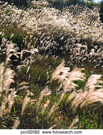 reed, fall, autumn view, autumn scenery, autumn mountain, wood of reeds, autumn View Large Photo Image Stock Image - reed, fall, autumn view, autumn scenery, autumn mountain, wood of reeds, autumn. Fotosearch